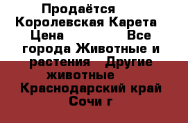 Продаётся!     Королевская Карета › Цена ­ 300 000 - Все города Животные и растения » Другие животные   . Краснодарский край,Сочи г.